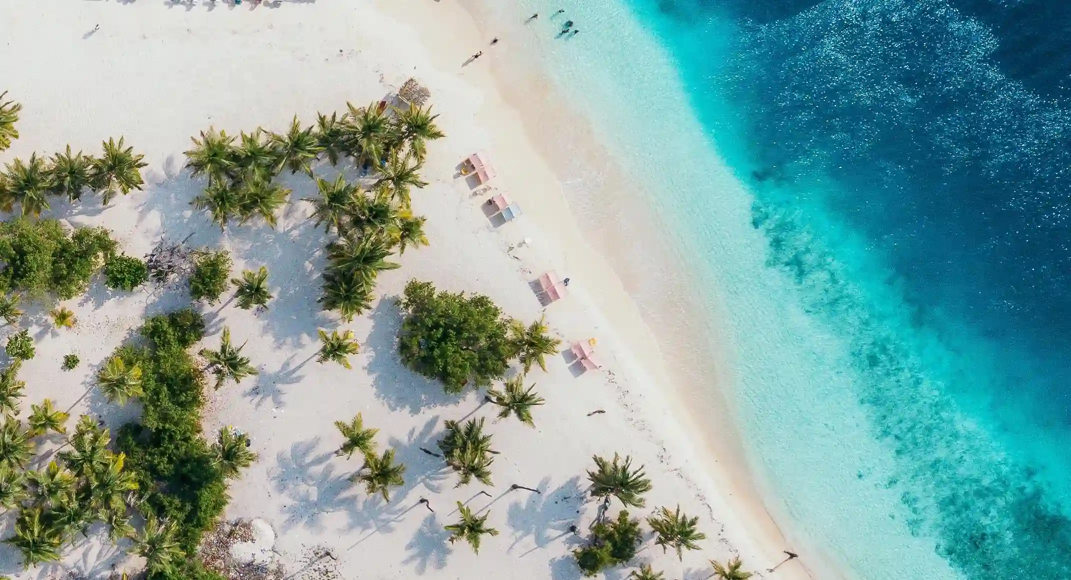 揭開減肥的神秘面紗：三種中藥助你輕鬆瘦身，健康隨行